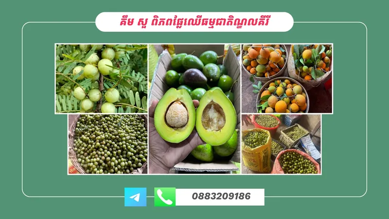 Kimsour Shop